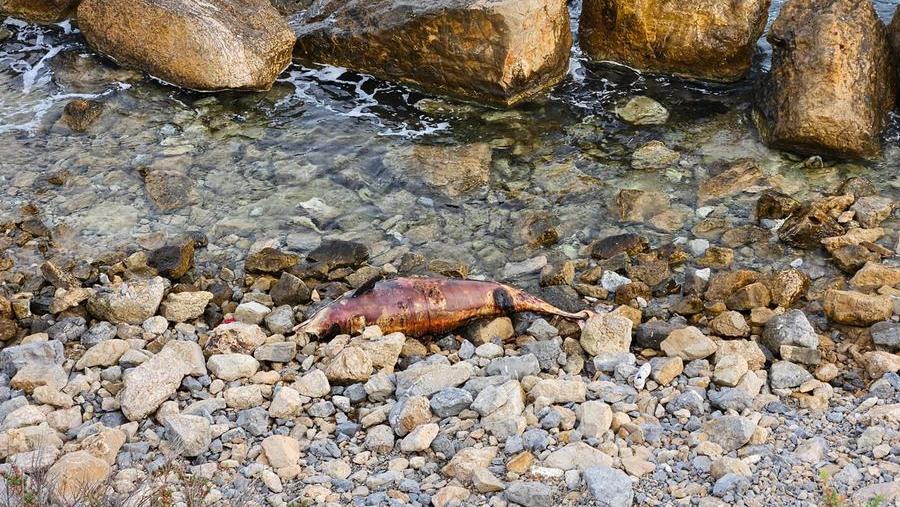 Porto Torres, la carcassa spiaggiata del delfino ancora a Balai dopo 3 settimane