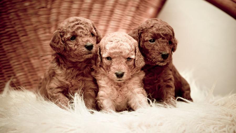 Tre cuccioli di barboncino red