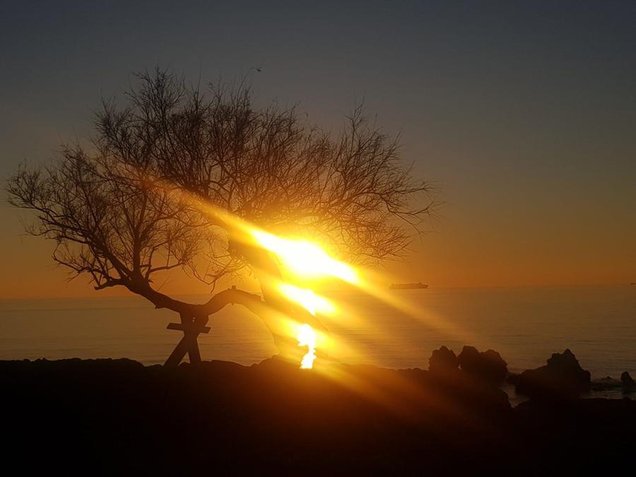 Livorno e il tramonto dalla storica tamerice: buon martedì da Claudia Volpe