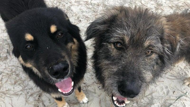 
	Spelucchio e Nerone, i due randagi adottati dalla comunit&agrave; di Santa Lucia

