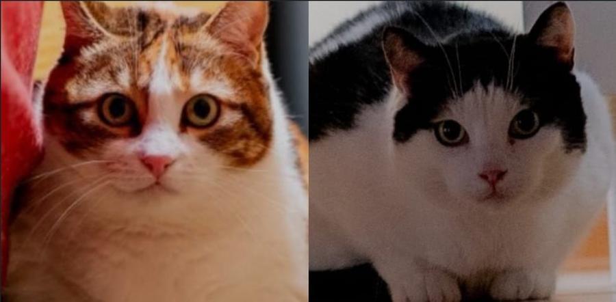 Animali, il padrone è volato in cielo: le gatte Terry e Bimba ora sono sole