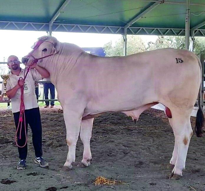 Il declino della Chianina, l’allarme degli allevatori toscani: «Aziende a rischio». I motivi del calo