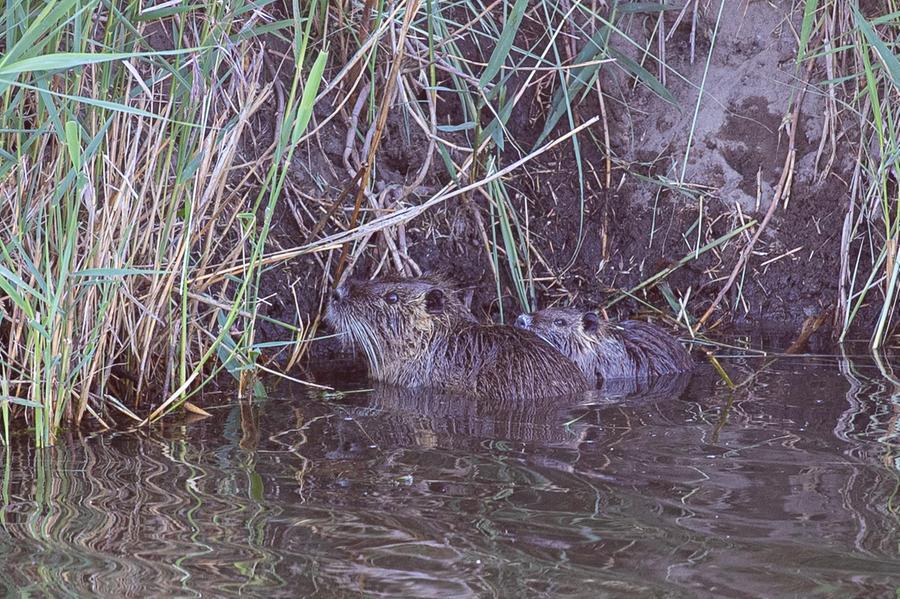 Ferrara, Confagricoltura stronca l’ipotesi di sterilizzare le nutrie