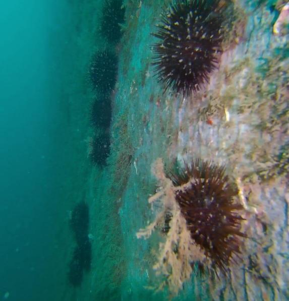 Livorno, sequestrati 1.800 ricci di mare alla Meloria: multati due livornesi