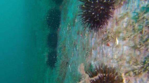 Livorno, sequestrati 1.800 ricci di mare alla Meloria: multati due livornesi