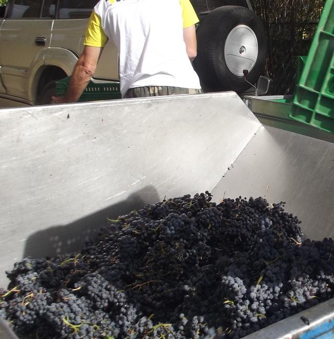 Mamoiada, annata buona per la vendemmia 