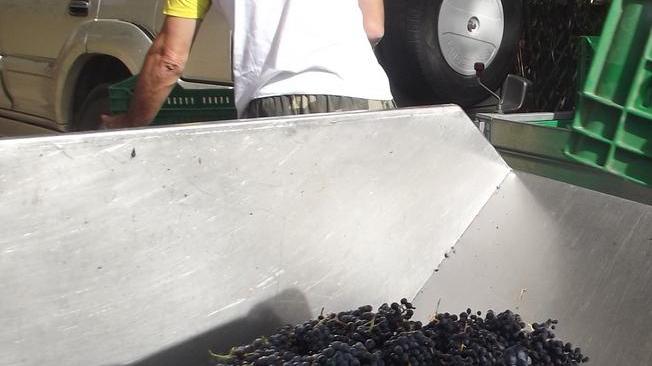 Mamoiada, annata buona per la vendemmia