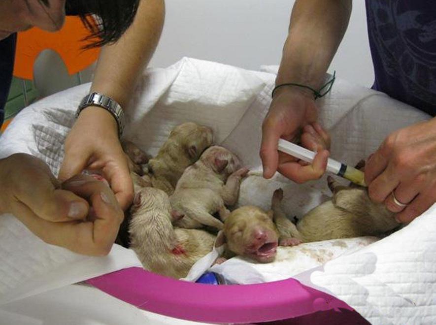 Il ruolo del veterinario nella sanità pubblica 