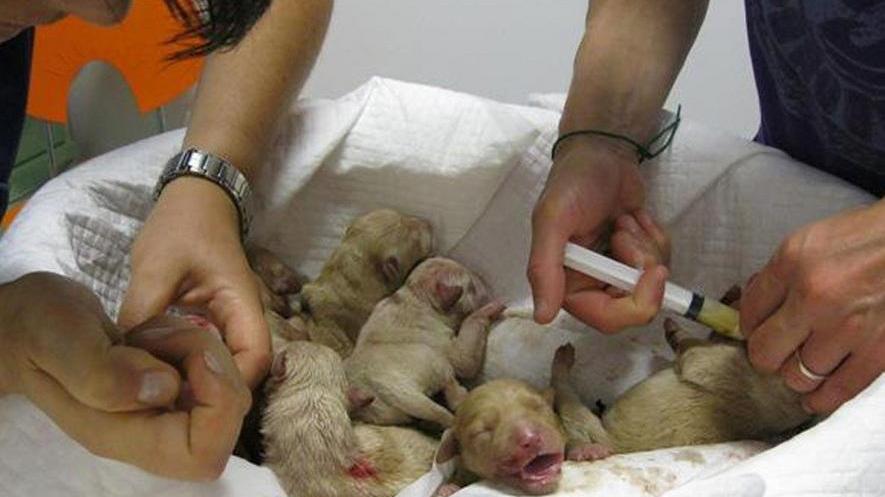 Il ruolo del veterinario nella sanità pubblica