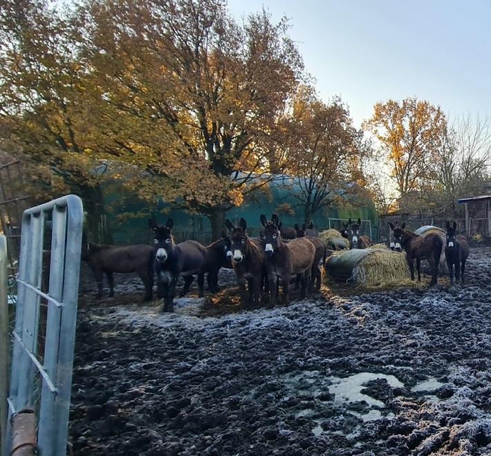 San Possidonio, tutti all’opera per salvare i 57 asinelli: Horse Angels ha già raccolto 19mila euro per l’asta<br type="_moz" />

