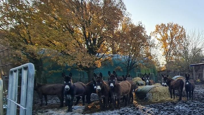 San Possidonio, tutti all’opera per salvare i 57 asinelli: Horse Angels ha già raccolto 19mila euro per l’asta 
