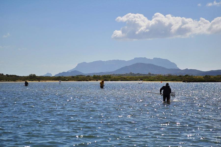 Olbia, nel golfo sempre meno arselle: «Chiediamo il ripopolamento»