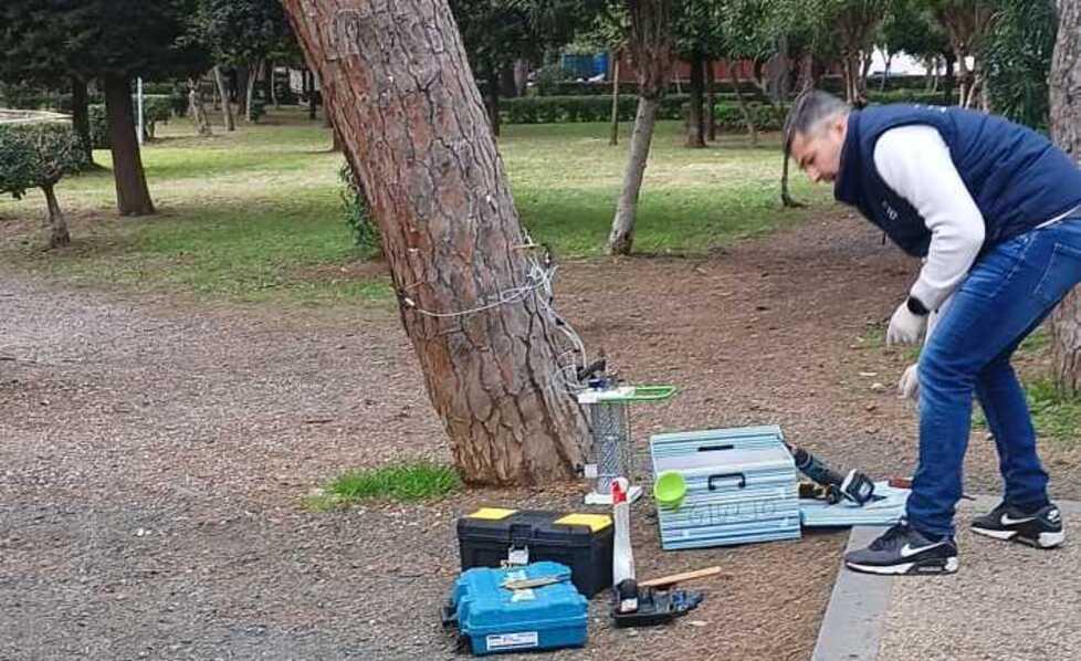 Rosignano, gli alberi della pineta Marradi sotto attacco dal coleottero: cura di iniezioni per debellarlo