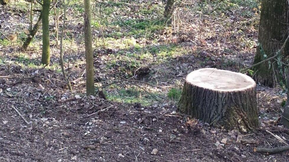 Protesta dei cittadini di San Bartolomeo: «Troppi alberi segati»