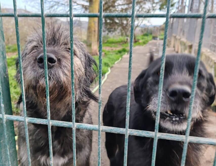 Boom di cani e gatti abbandonati, spesso per non pagare i veterinari 