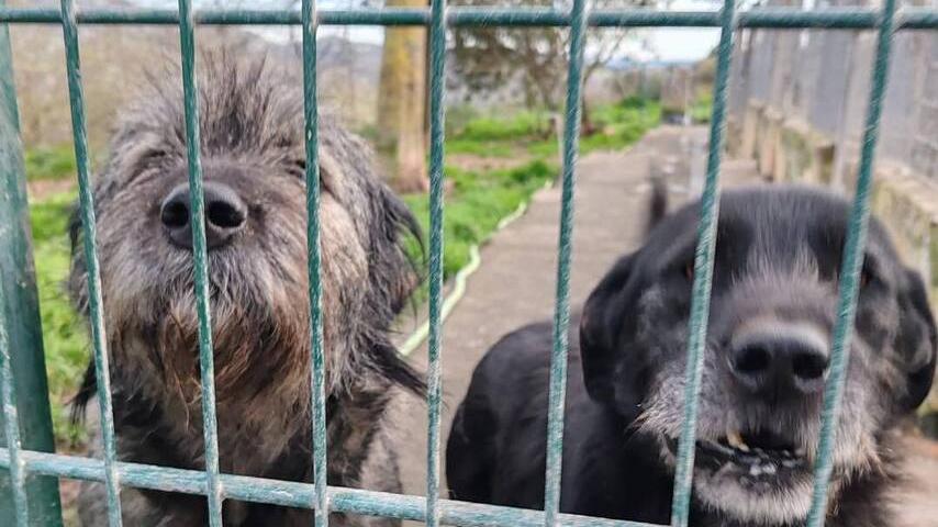 Boom di cani e gatti abbandonati, spesso per non pagare i veterinari