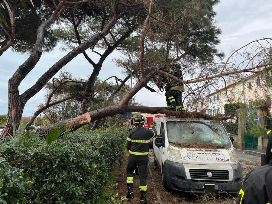 Maltempo a Livorno, cade un pino sul viale Italia: colpite le auto in ...