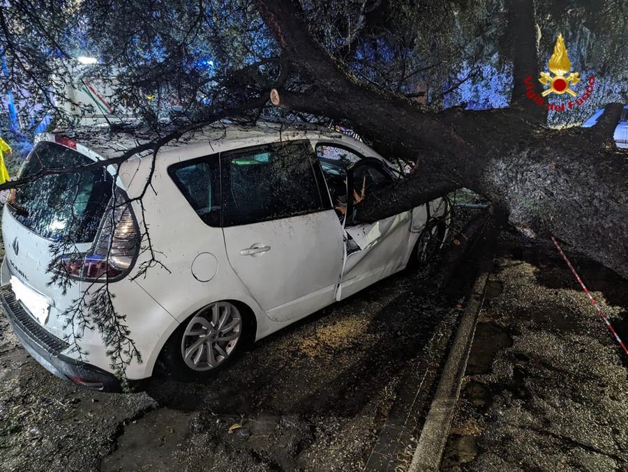 
	L'auto colpita dal pino in via Caruso

