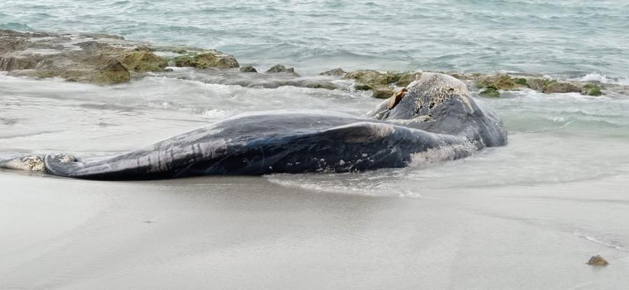 
	La carcassa del cetaceo (foto tratta dalla pagina ufficiale di Tzur)

