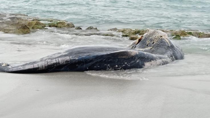 La carcassa del cetaceo (foto tratta dalla pagina ufficiale di Tzur)
