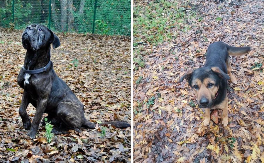 Livorno, i cani Argo e Iago cercano una famiglia che li coccoli