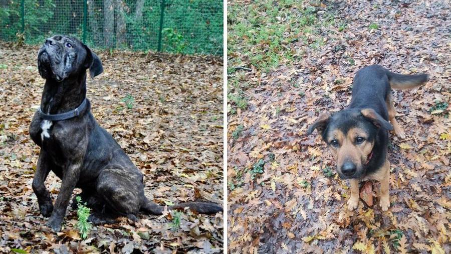 Livorno, i cani Argo e Iago cercano una famiglia che li coccoli