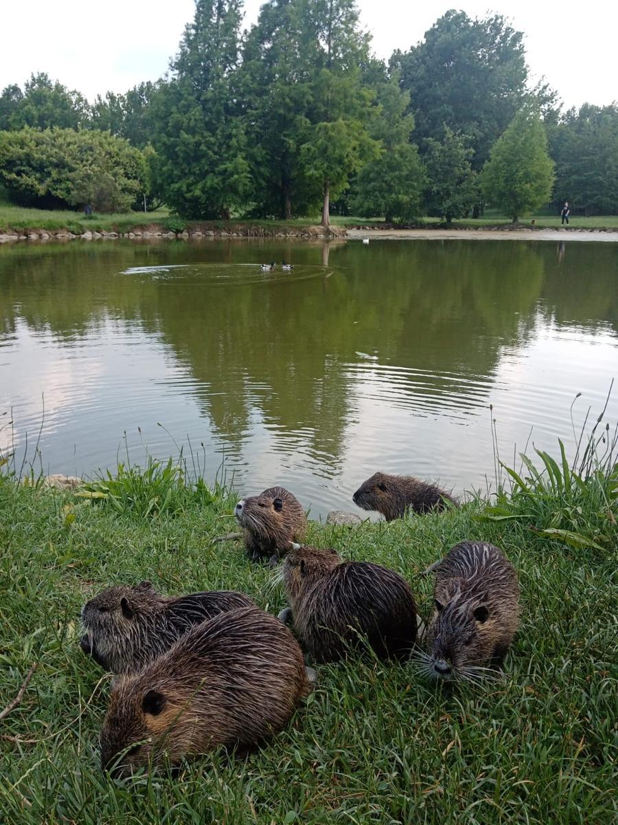 Ferrara, abbattimento controllato delle nutrie: «Nel 2023 uccisi oltre 44mila animali»