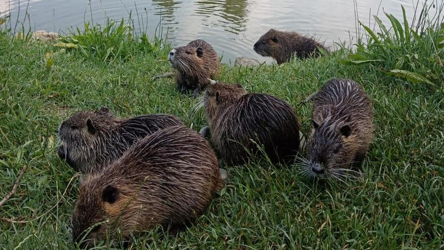 Ferrara, abbattimento controllato delle nutrie: «Nel 2023 uccisi oltre 44mila animali»