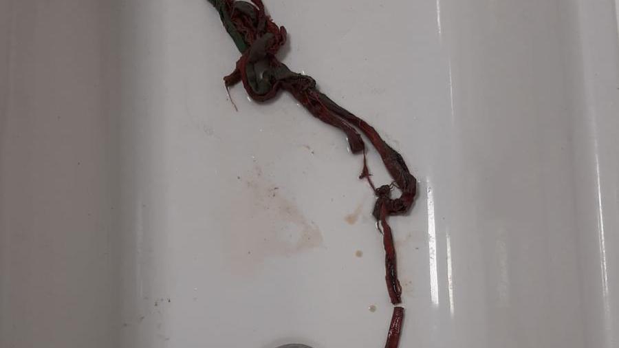 Modena, cane inghiotte un’esca e rischia di morire: operato d’urgenza