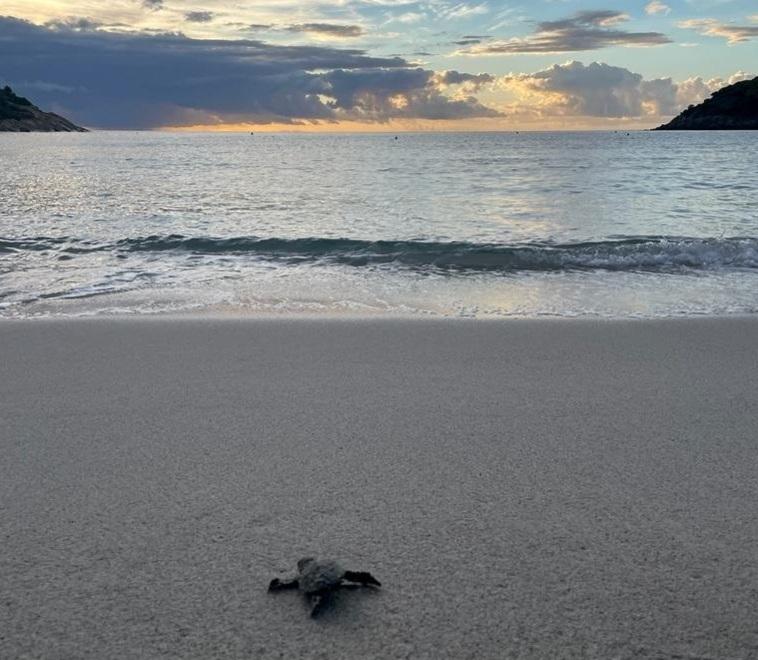 Tartarughe marine, Elba nido ideale: l’8 marzo il convegno nazionale