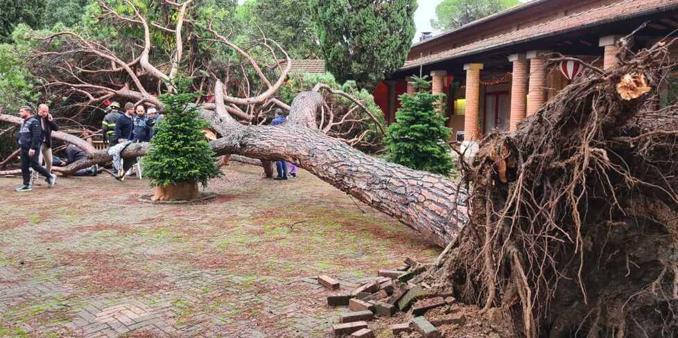 Montecatini, albero crollato alla Salute: scattano le richieste di danni