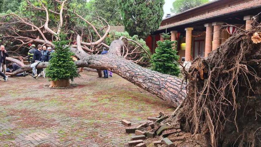 Montecatini, albero crollato alla Salute: scattano le richieste di danni