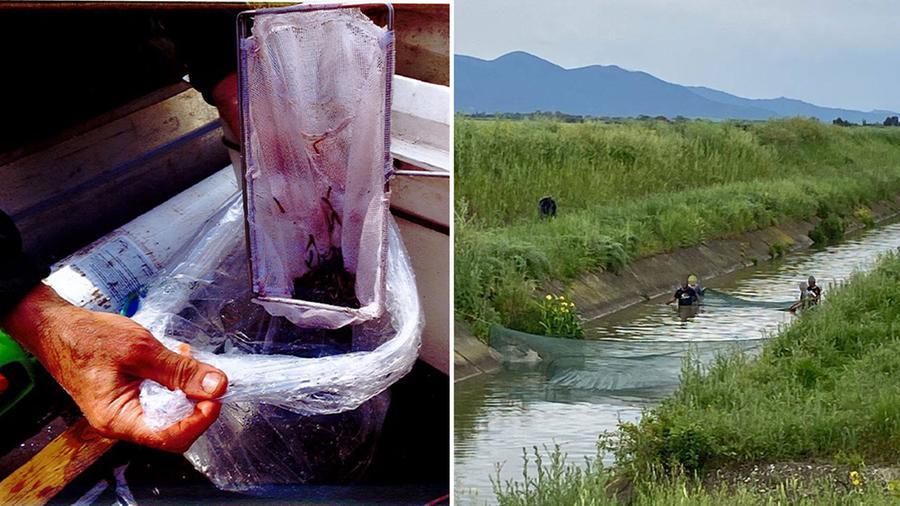 Nelle foto A sinistra attività (lecita) di ripopolamento A destra atività illecita<br />
di pesca