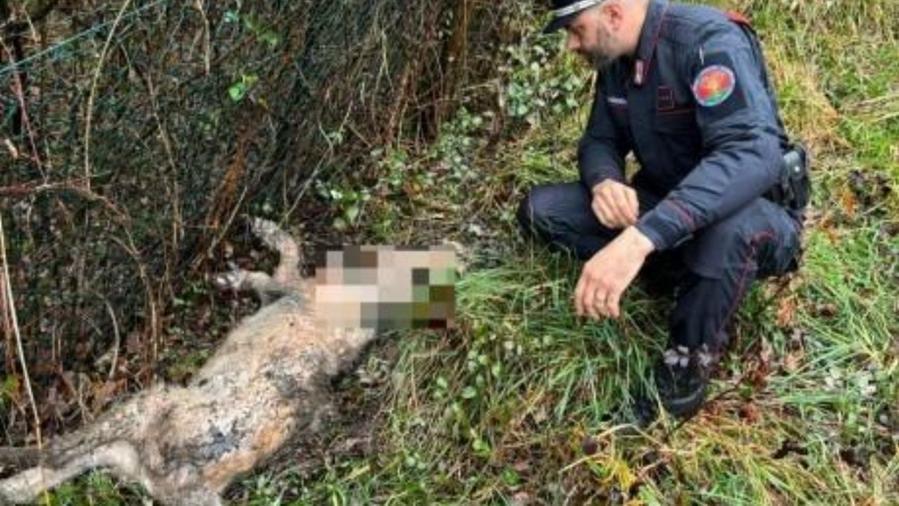Pistoia, giovane lupo ucciso nel bosco a San Felice: il ritrovamento e le ipotesi sulla morte