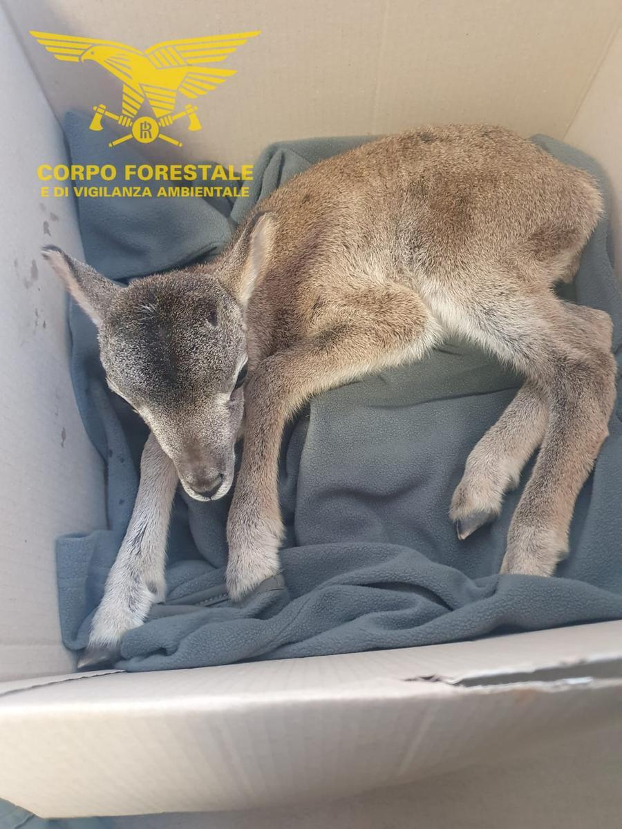 Escursionisti a Ussassai trovano un piccolo muflone denutrito: i Forestali lo salvano e poi cercano la madre