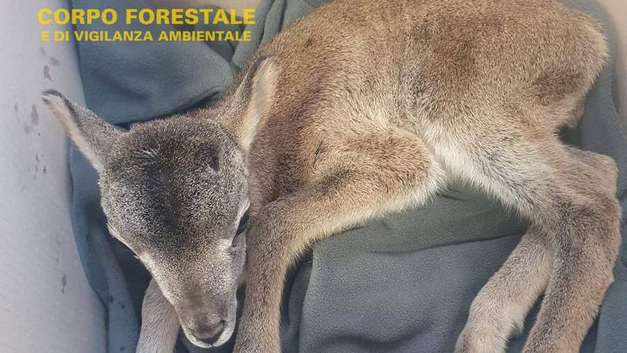 Escursionisti a Ussassai trovano un piccolo muflone denutrito: i Forestali lo salvano e poi cercano la madre