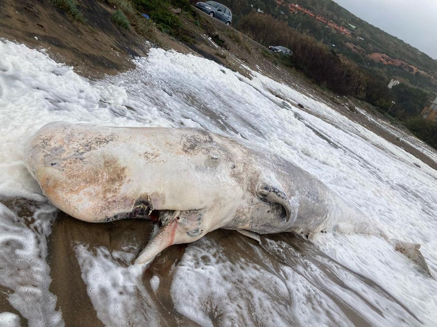 Bosa, la tempesta sulla costa occidentale trascina a riva il corpo di un piccolo di capodoglio