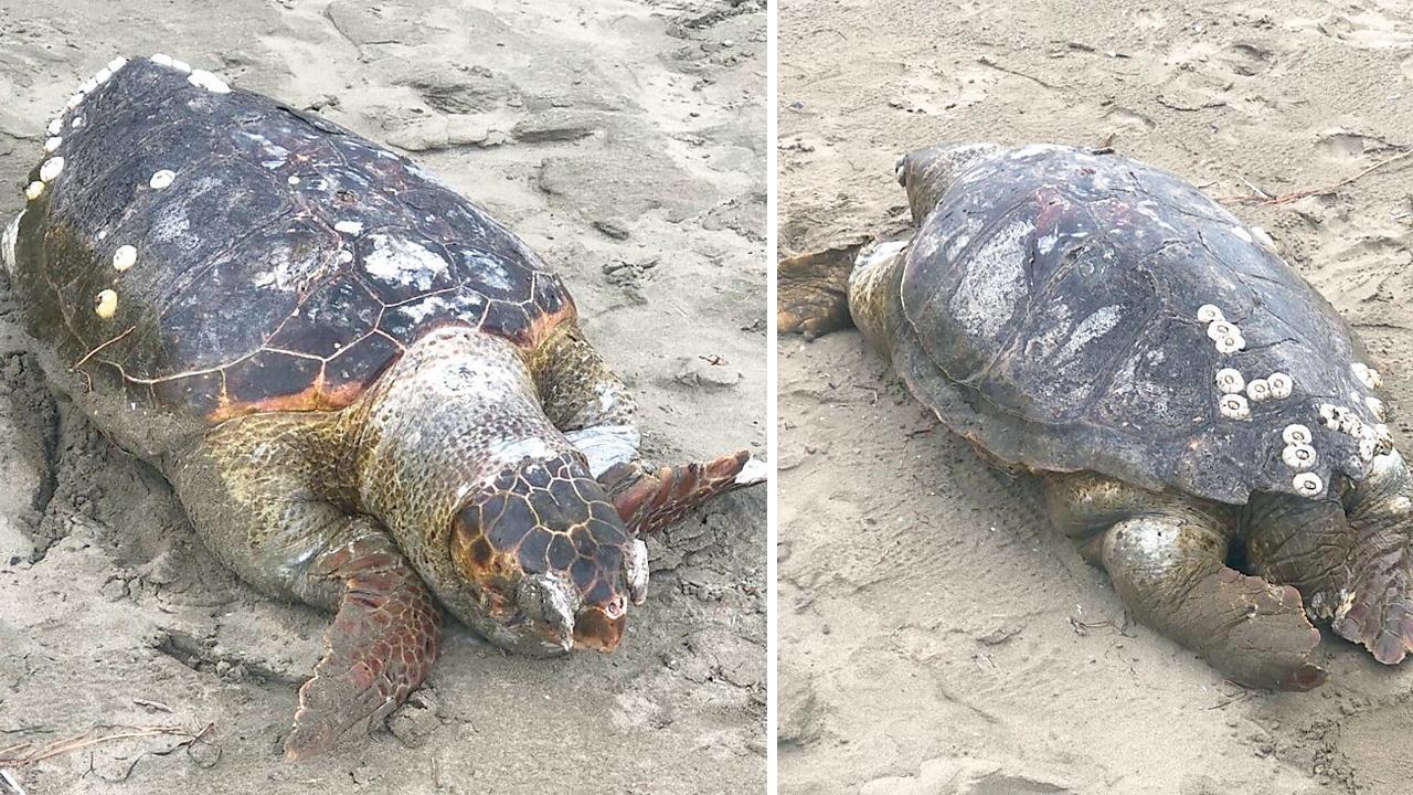 Orbetello, tartaruga maschio trovata morta: allarme per la conservazione della specie