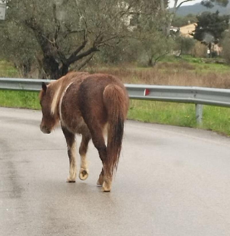Livorno, gli agenti della Municipale riportano a “casa” un cavallino smarrito