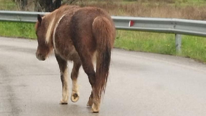 Livorno, gli agenti della Municipale riportano a “casa” un cavallino smarrito