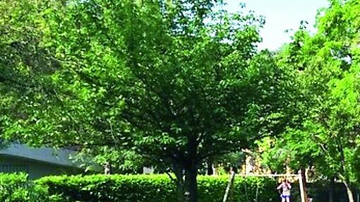 Scelte le prime quattro donne onorate nel Giardino dei Giusti