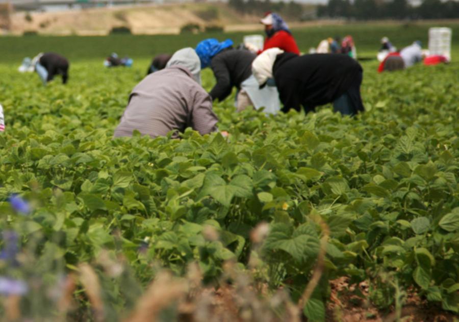 Pistoia, migranti sfruttati nei campi: venivano presi dai centri d’accoglienza, tre arresti, ecco come funzionava “il sistema”