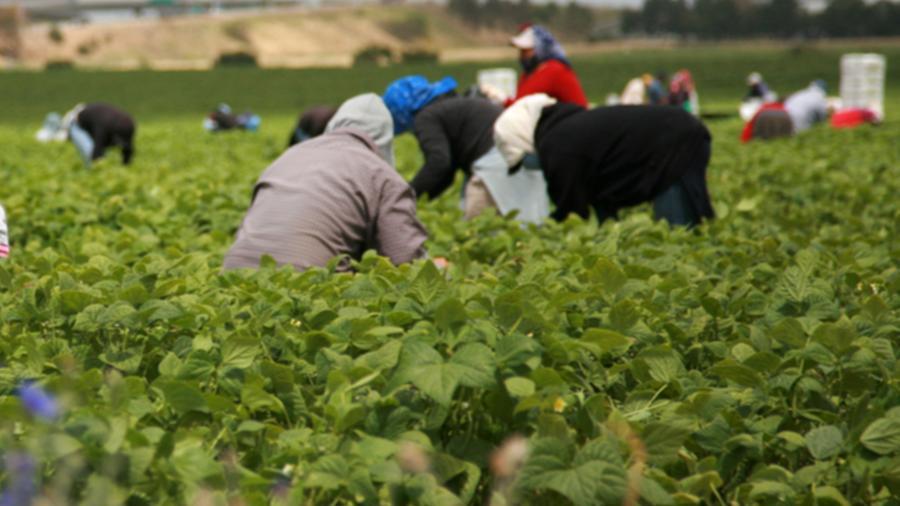 Pistoia, migranti sfruttati nei campi: venivano presi dai centri d’accoglienza, tre arresti, ecco come funzionava “il sistema”