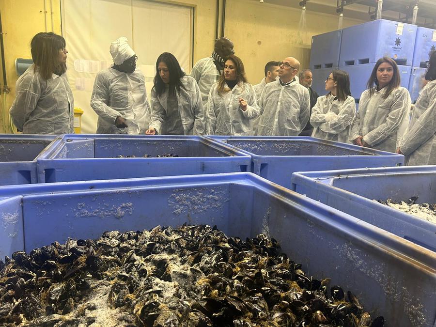 
	La visita allo stabilimento Nieddittas

