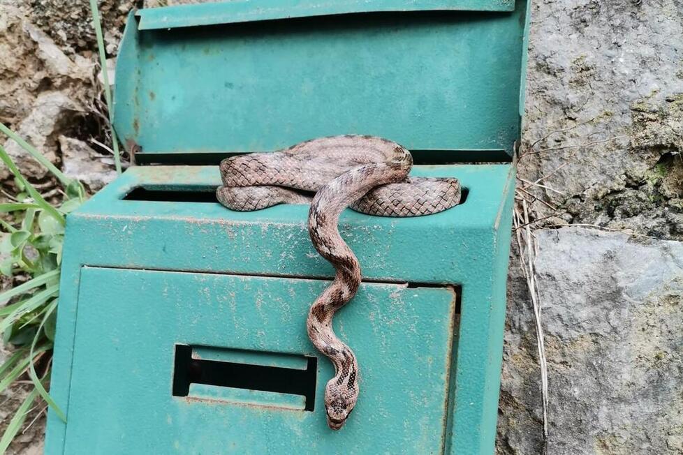 Camaiore, due vipere sbucano dalle cassette postali