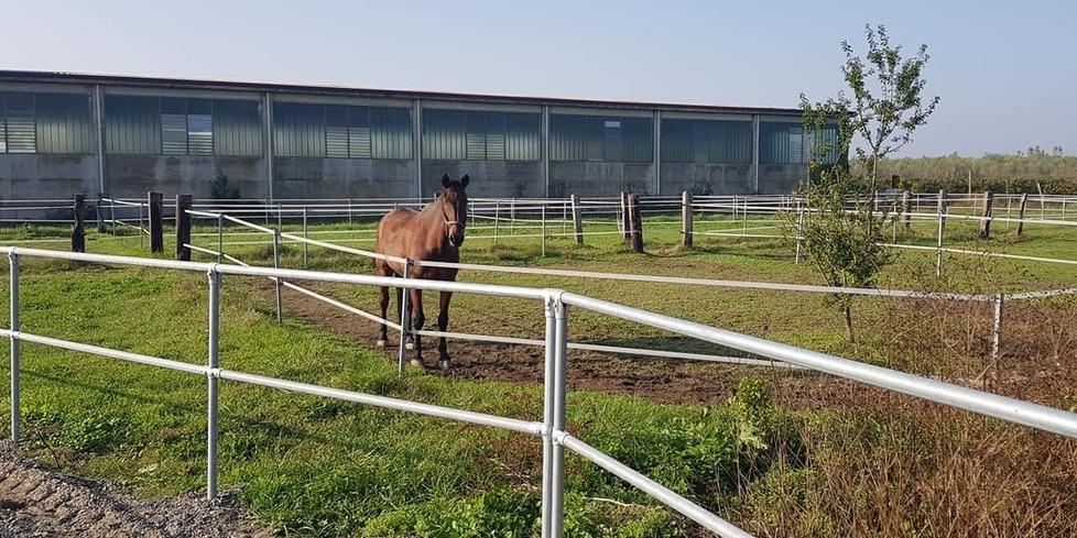 San Martino in Rio: resta gravissima la 13enne scalciata da un cavallo