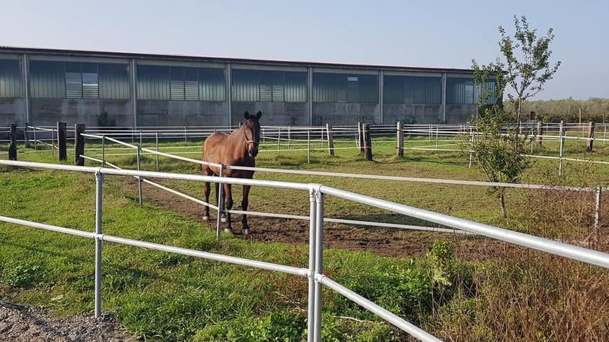 San Martino in Rio: resta gravissima la 13enne scalciata da un cavallo