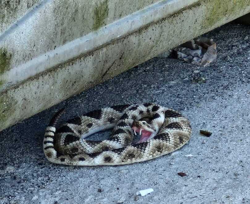 «Aiuto, c’è un serpente a sonagli». Invece era un giocattolo