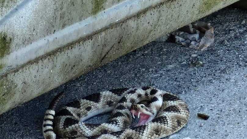 «Aiuto, c’è un serpente a sonagli». Invece era un giocattolo