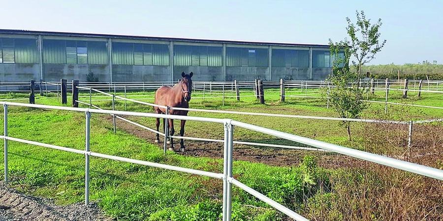 Cavallo scalcia, 13enne grave